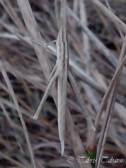 Orthoptera