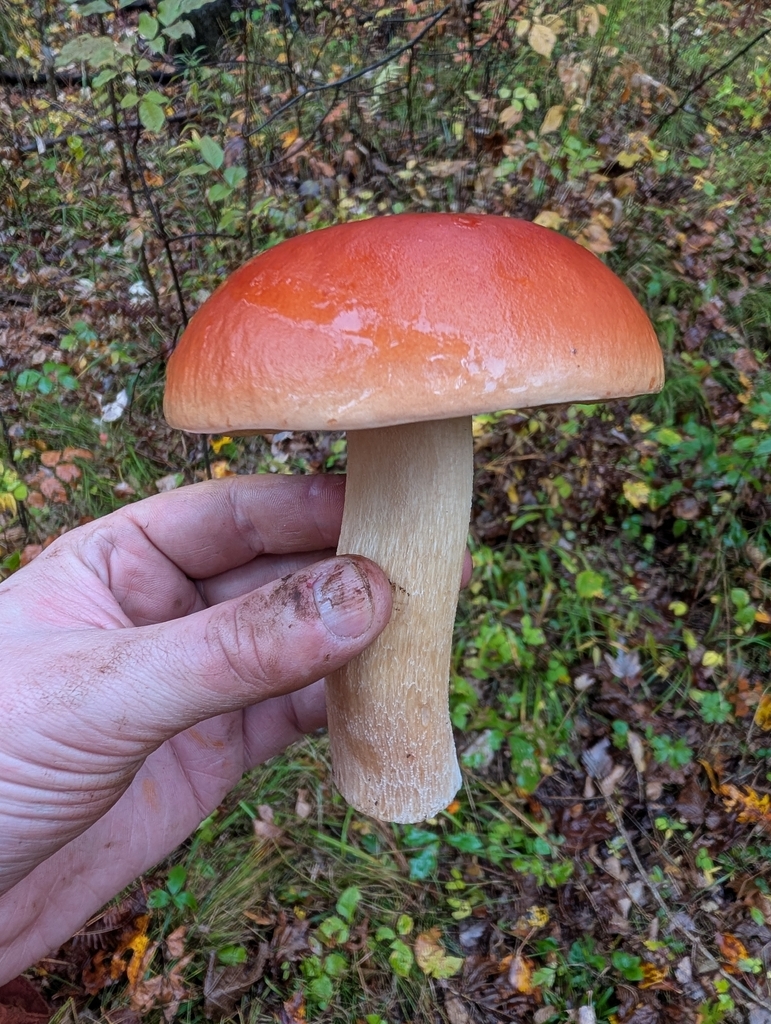 Chippewa Bolete · September 2026 · photo: Photo: no rights reserved · iNaturalist