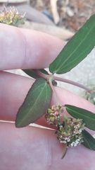 Euphorbia hypericifolia