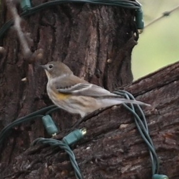 Yellow-rumped Warbler