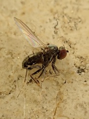 Medeterinae