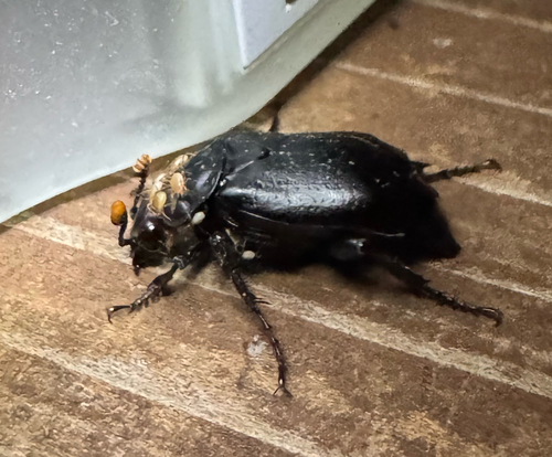 Black Burying Beetle