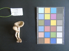 Lentinus squarrosulus