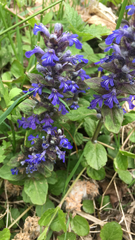 Ajuga reptans