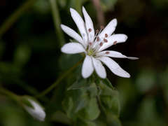 Stellaria flaccida