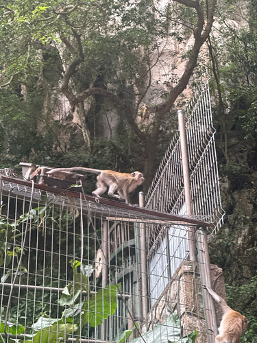 Long-tailed Macaque