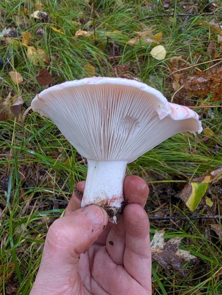pinkmottle woodwax · September 2026 · photo: Photo: no rights reserved · iNaturalist