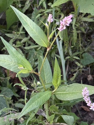 pinkweed