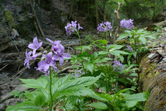 Cardamine pentaphyllos