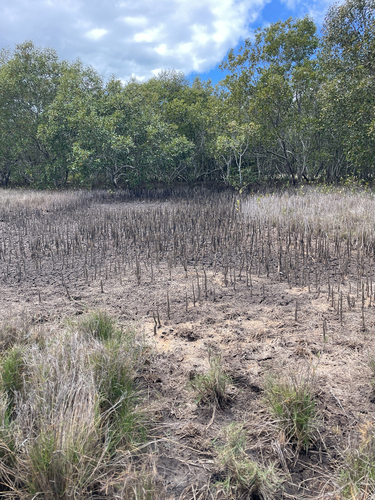 Avicennia marina observed 2026-09-30