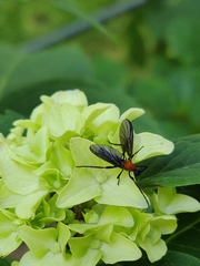 Plecia americana