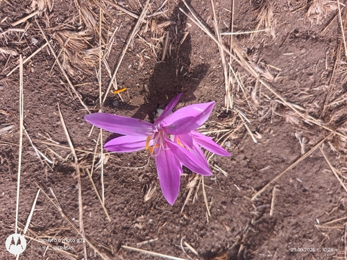 Autumn Crocus