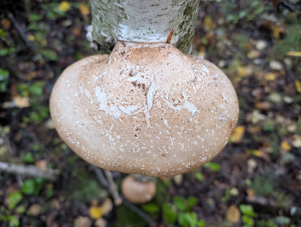 birch polypore · September 2026 · photo: Photo: no rights reserved · iNaturalist