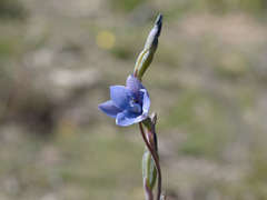 Thelymitra juncifolia