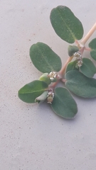 Euphorbia serpens