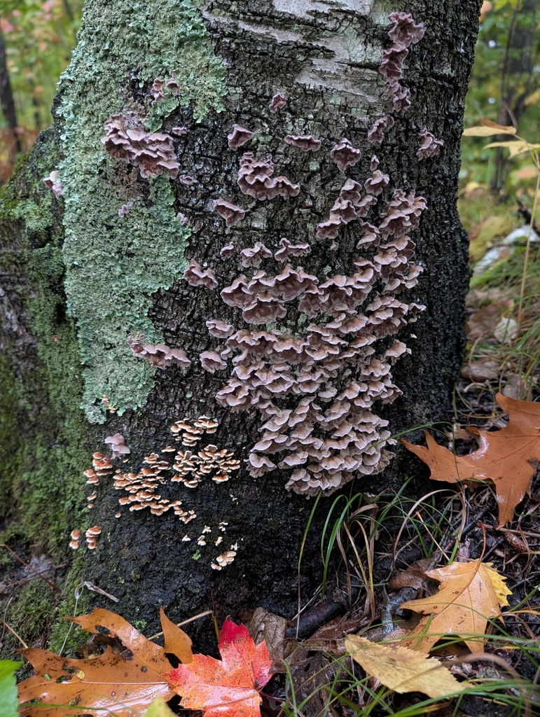 Silverleaf Fungus · September 2026 · photo: Photo: no rights reserved · iNaturalist