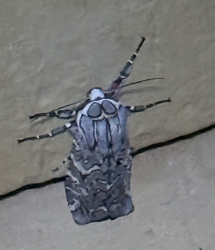 Painted Tiger Moth