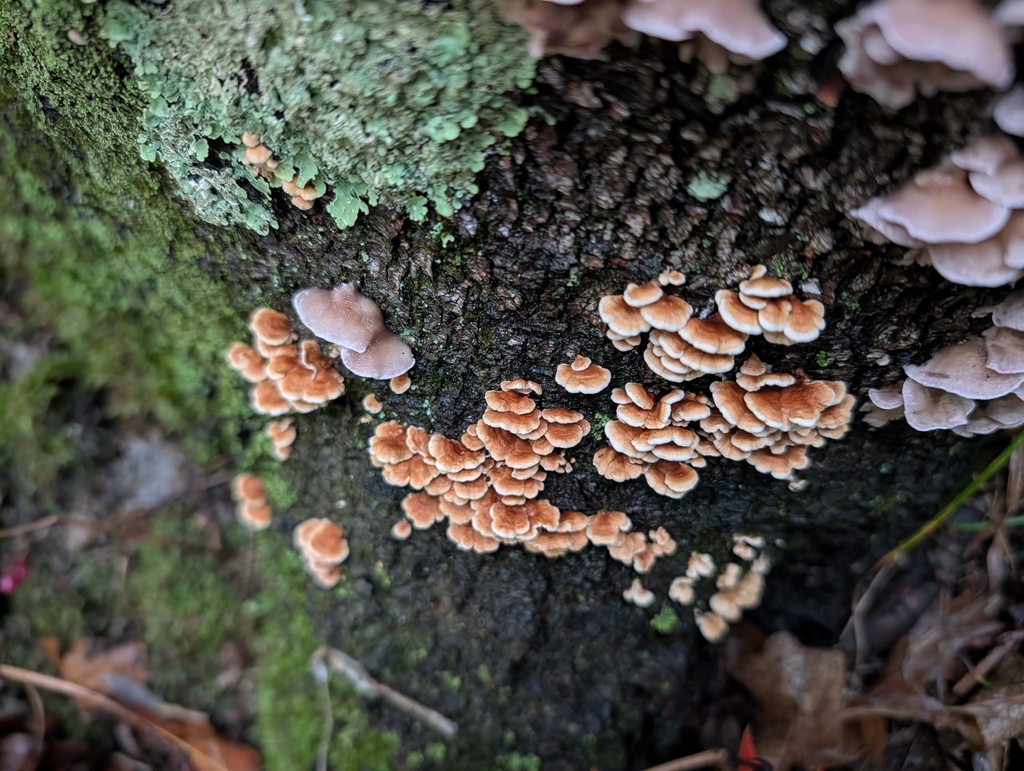crimped gill · September 2026 · photo: Photo: no rights reserved · iNaturalist