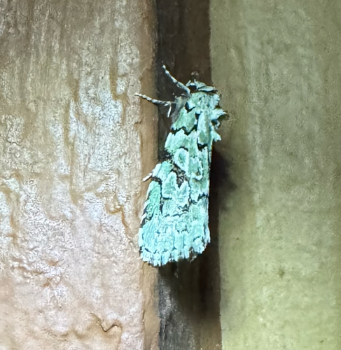 Bryolymnia viridata