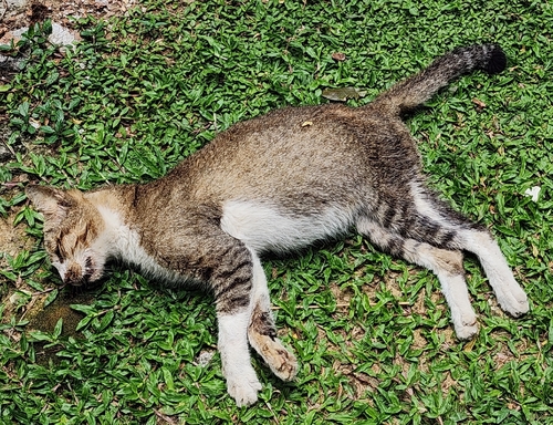 Domestic Cat