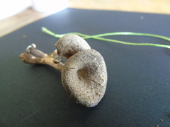 Lentinus squarrosulus