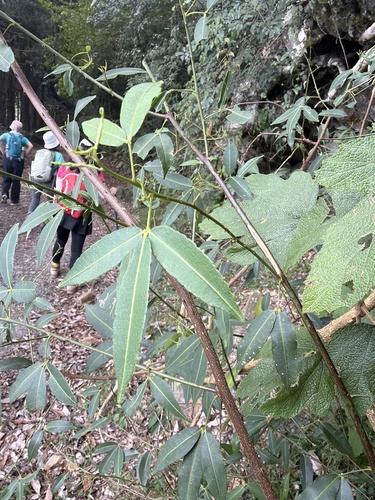 Zanthoxylum asiaticum observed 2026-09-30