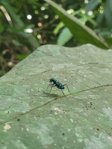 Cylindera versicolor
