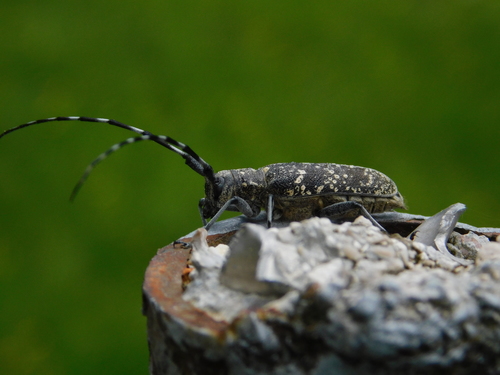 Pine Sawyer Beetle