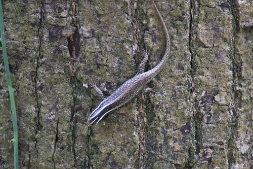 Borneo Skink