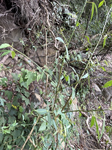 Zanthoxylum asiaticum observed 2026-09-30