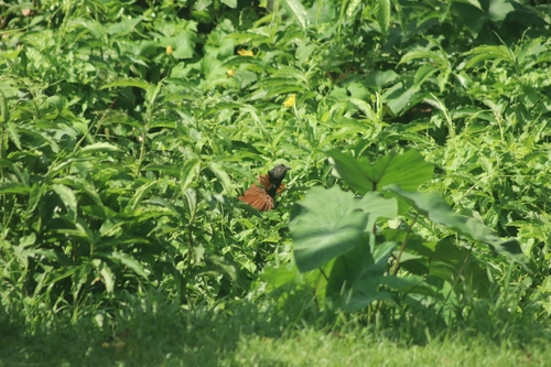 Greater Coucal