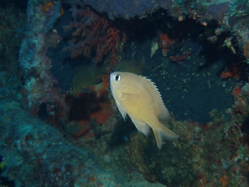 Chromis lepidolepis observed 2026-09-30