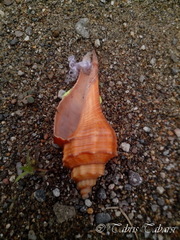 Gastropoda