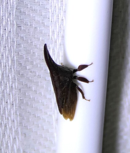 Wide-footed Treehopper