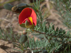 Gompholobium ecostatum