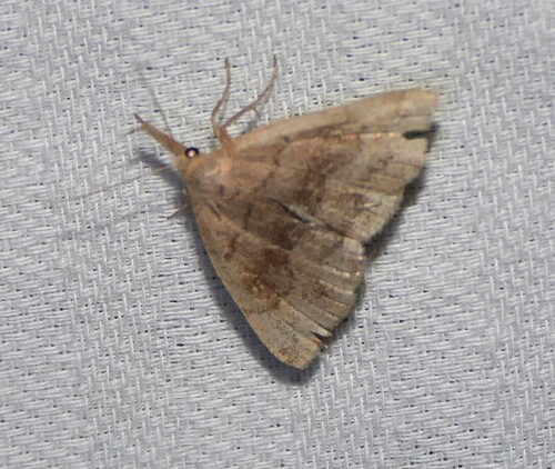 Pale Phalaenostola Moth