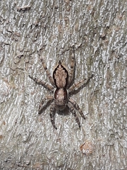 Menemerus bivittatus