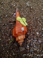 Gastropoda