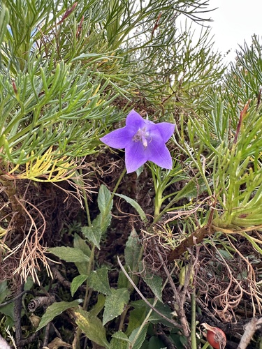 Adenophora morrisonensis observed 2026-09-30