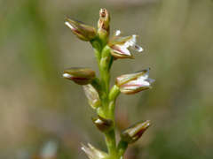 Prasophyllum odoratum