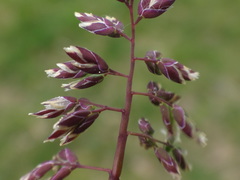 Poa supina
