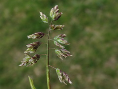 Poa supina