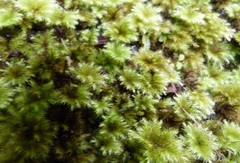 Mniodendron comosum