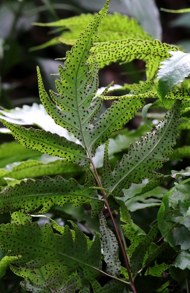 Tectaria grossedentata (Tectaria grossedentata)