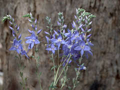 Veronica perfoliata