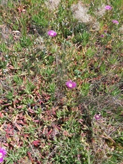 Carpobrotus