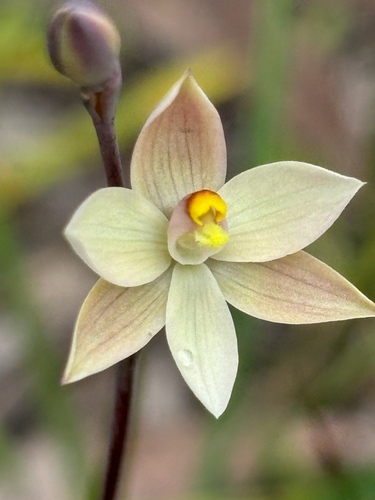 fringed sun orchid