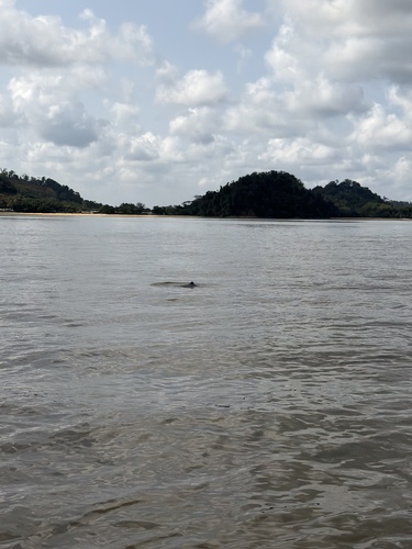 Irrawaddy Dolphin