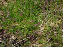 Poa supina