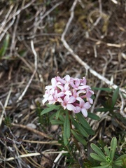 Daphne striata
